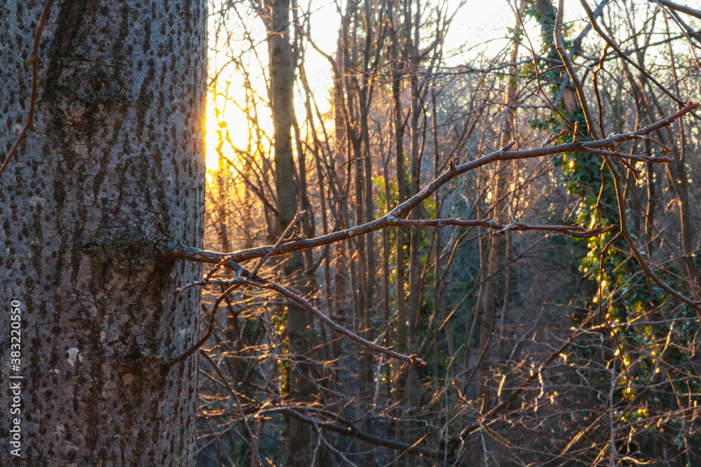 Primo piano di un ramo di un albero con dietro la luce del tramonto dal monte Bollettone in Lombardia Primo piano di un ramo di un albero con dietro la luce del tramonto dal monte Bollettone in Lombardia