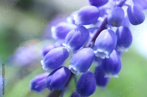 grape hyacinth