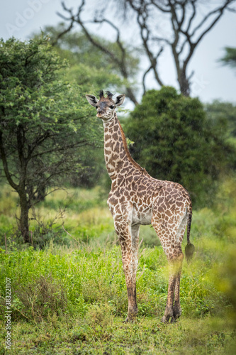 Vertical portrait of a baby giraffe standing in the rain in Ndutu in Tanzania