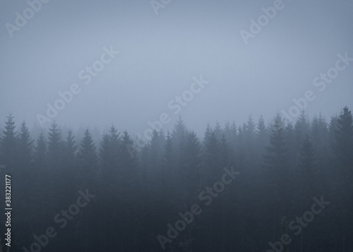Fog in the forest © Andreas
