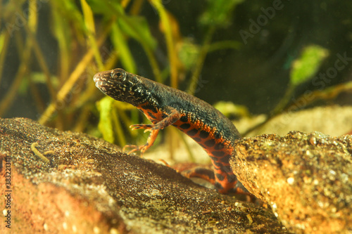 Red-bellied amphibian Danube crested newt, Triturus dobrogicus photo