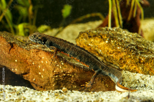 Danube crested newt, Triturus dobrogicus