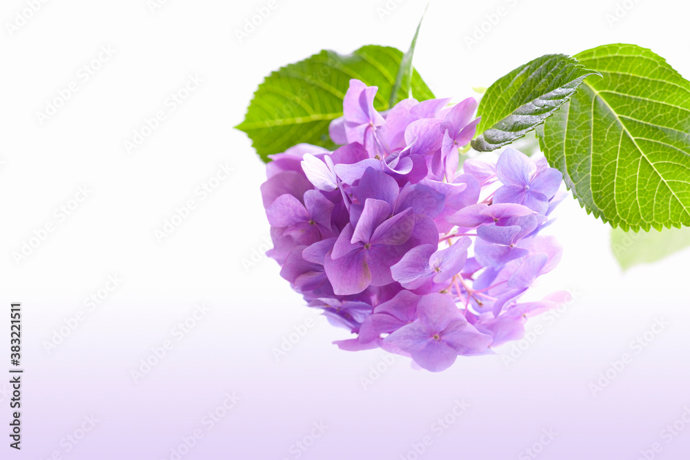 Fototapeta premium 紫陽花