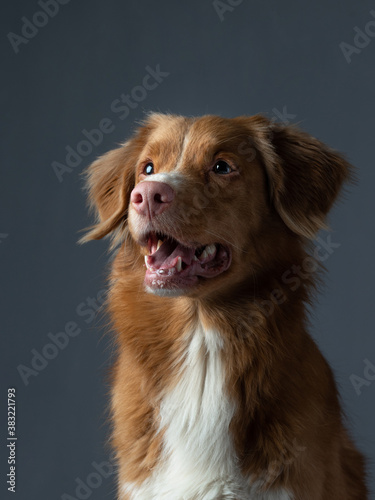 Portrait red dog on a gray background. Nova Scotia Duck Tolling Retriever with open mouth. Pet in the studio © annaav