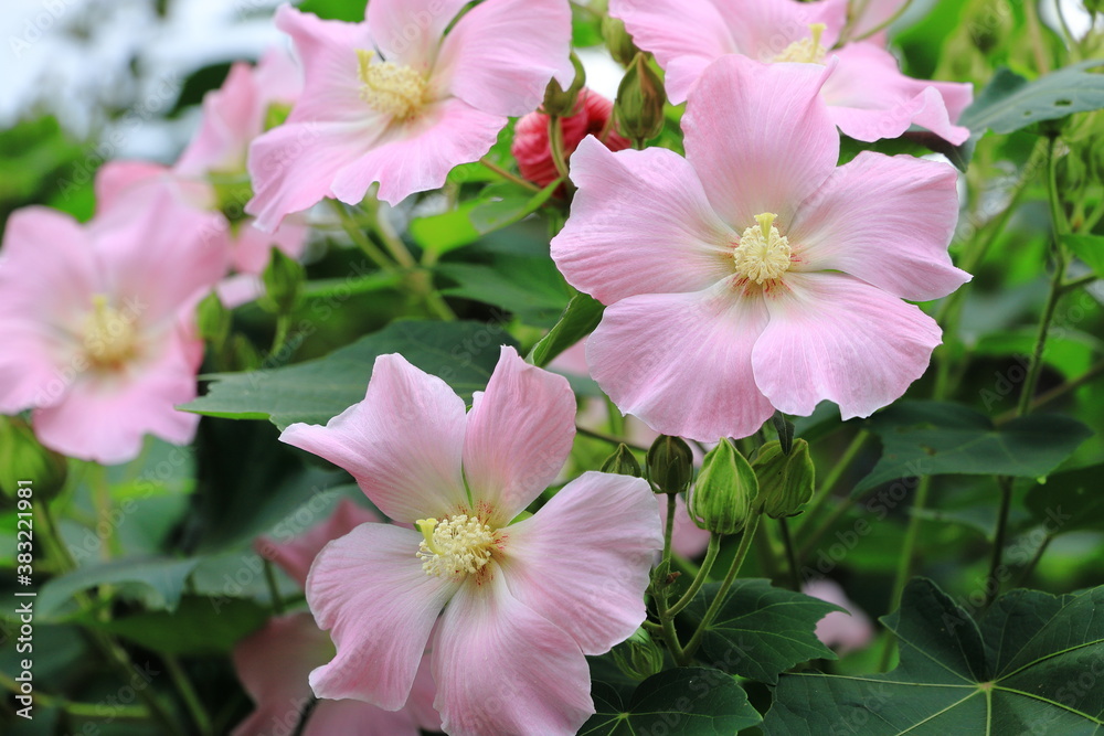 Fototapeta premium フヨウ