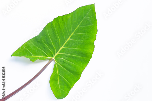 Taro leaf isolated on white background.