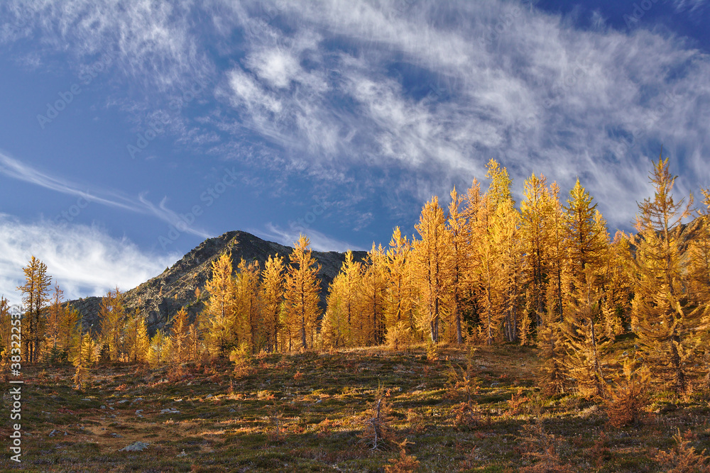 Golden yellow larches with Mount Frosty in the background, blue sky, Manning Provincial Park, British Columbia, Canada