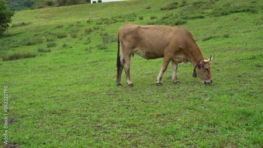 A brown cow with a bell grazes and eats fresh grass in a farm field. Close-up A brown cow with a bell grazes and eats fresh grass in a farm field. Close-up