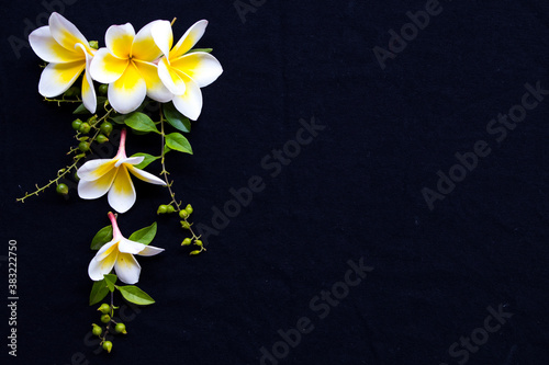 yellow flowers frangipani local flora of asia arrangement flat lay postcard style on background black