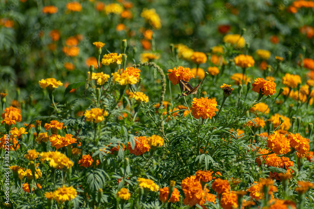 Sembradío de flores de cempasúchil y mano de león, son tradicionalmente usadas por los mexicanos para conmemorar el Día de Muertos. Sembradío de flores de cempasúchil y mano de león, son tradicionalmente usadas por los mexicanos para conmemorar el Día de Muertos.