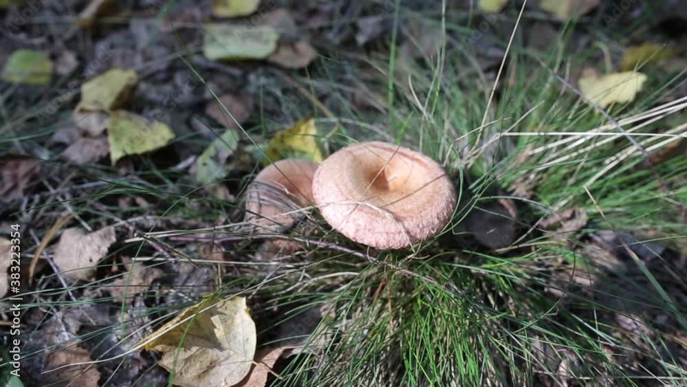 pink mushroom wolf grows in the autumn forest against the background of the sun, close-up pink mushroom wolf grows in the autumn forest against the background of the sun, close-up