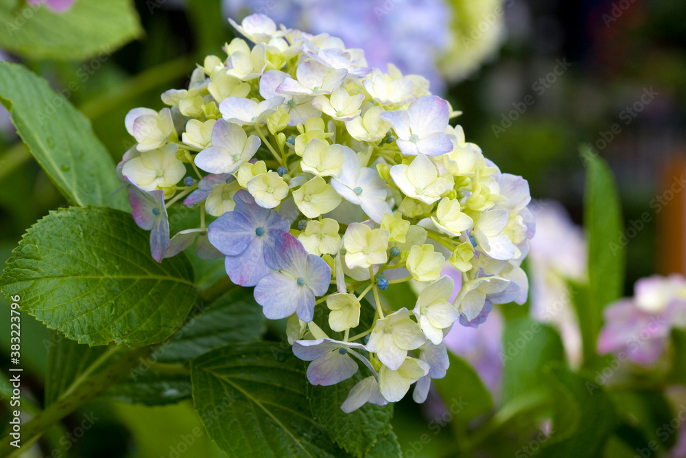 紫陽花 紫陽花
