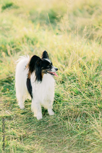 papillon dog smiling outdoors