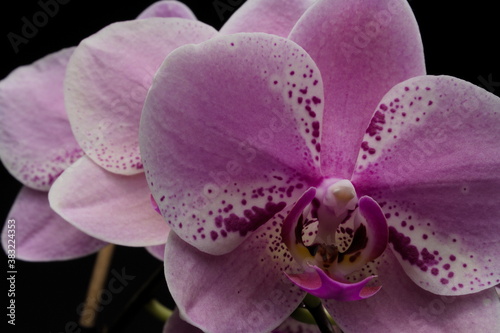 Close-up shot of blooming phalaenopsis orchid flower  against dark background
