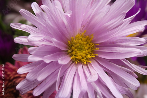close-up shot of autumn flower  purple chrysanthemum petals from bouquet