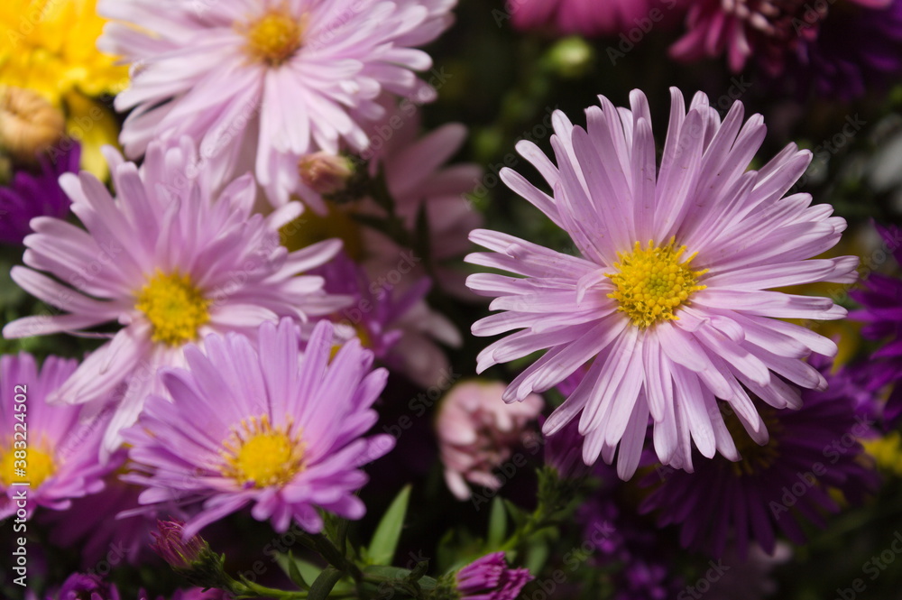 a close-up shot of a part of an autumn bouquet, a view among flowers of different colors a close-up shot of a part of an autumn bouquet, a view among flowers of different colors