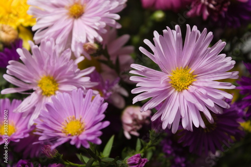 a close-up shot of a part of an autumn bouquet  a view among flowers of different colors