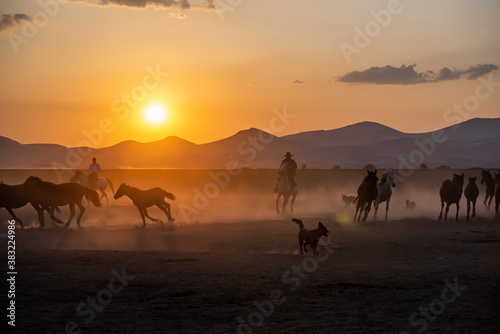 Wild horses run in foggy at sunset. Between Cappadocia and Kayseri  Turkey