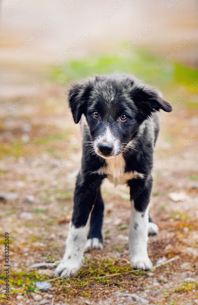 Portrait of 3 months Border Collie puppy Portrait of 3 months Border Collie puppy
