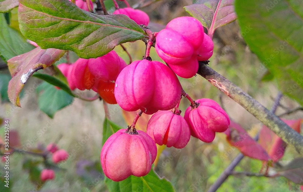 pink fruits pink fruits