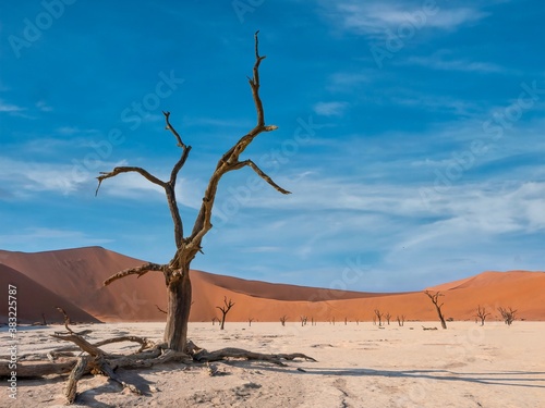 A large tree skeleton stands in the foreground of the ancient white clay pan called Deadvlei, with large red sand dunes in the background. In Sossusvlei, Namibia. © Cheryl Ramalho