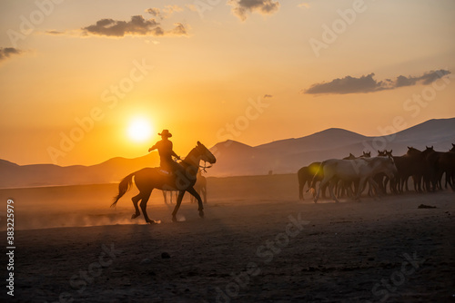 Wild horses run in foggy at sunset. Between Cappadocia and Kayseri  Turkey