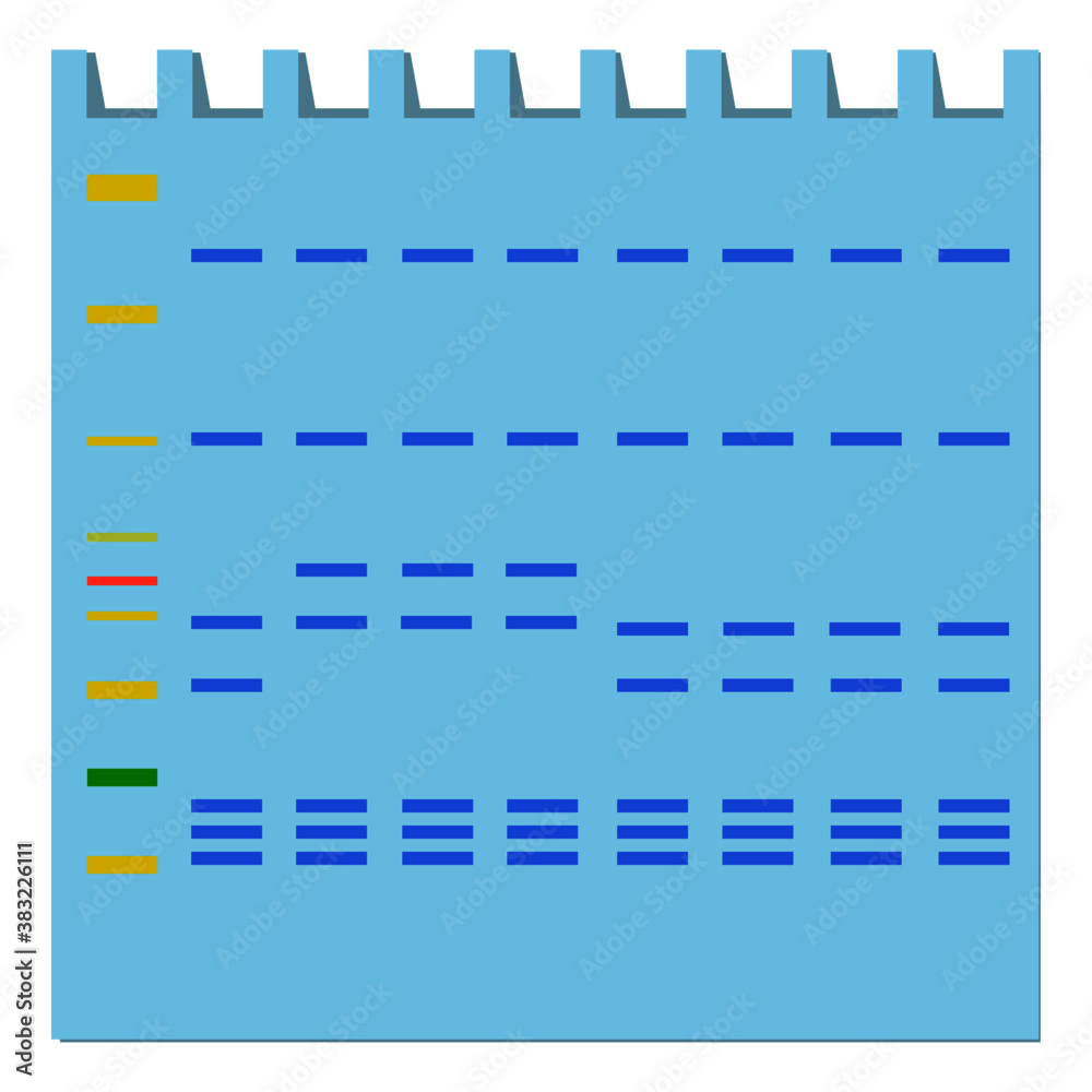 Illustration of Western blot gel. Illustration of Western blot gel.