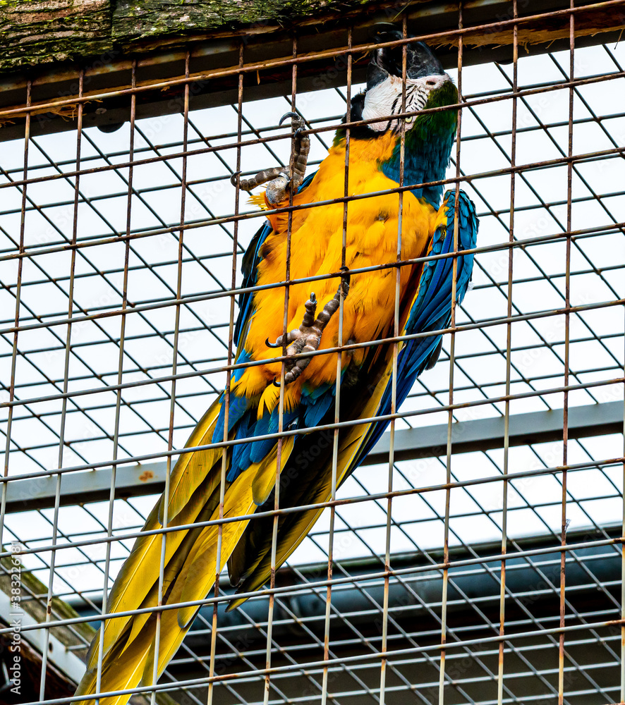 Obraz premium Large blue and yellow macaw parrot sitting on the netting of a cage.