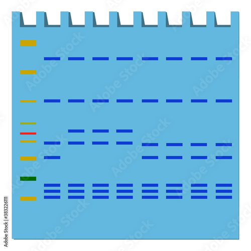 Illustration of Western blot gel. 
