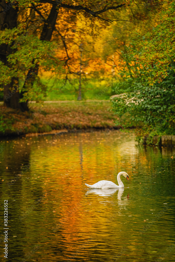 swan on the river