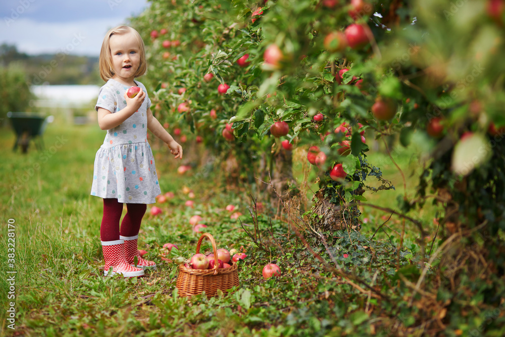 Adorable toddler girl picking red ripe organic apples in wooden crate Adorable toddler girl picking red ripe organic apples in wooden crate