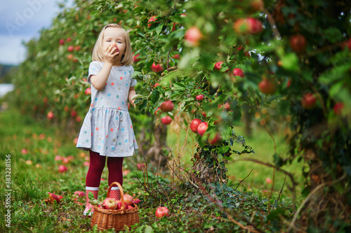 Photo Adorable toddler girl picking red ripe organic apples in wooden crate