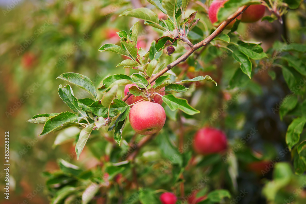 Red apples on apple tree branch