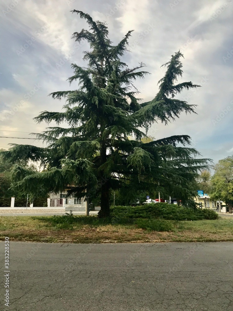 trees in the park, cedar