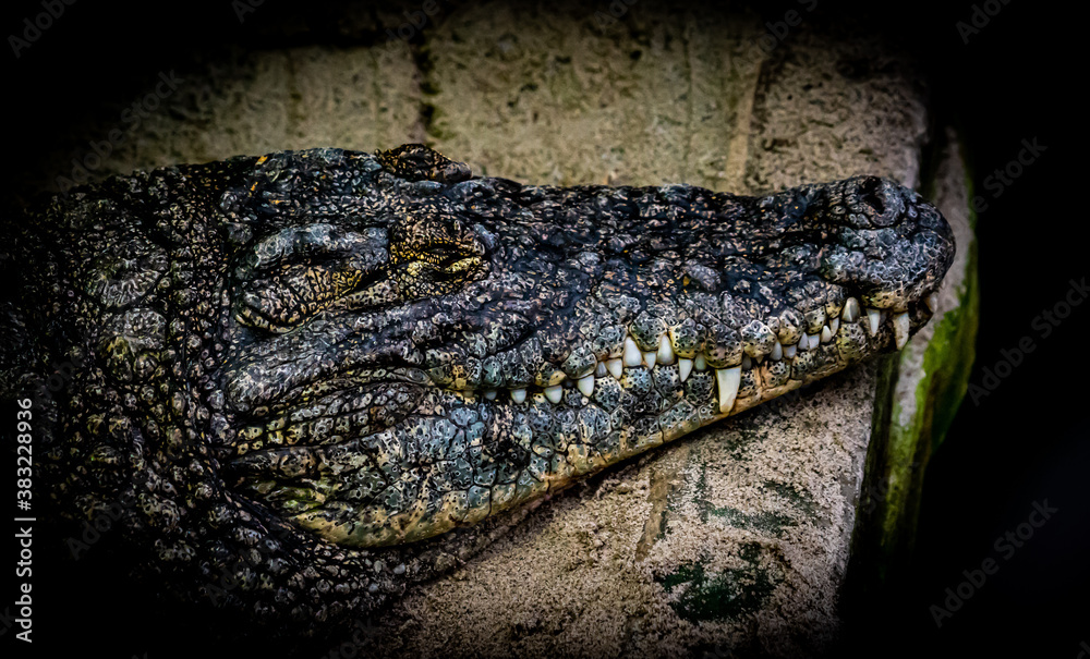 Head of a crocodile or caiman resting in dark black water. Head of a crocodile or caiman resting in dark black water.