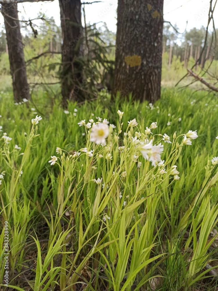 Fototapeta premium spring in the forest