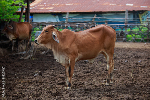 Cow farm in countryside Cattle farm in rural industries