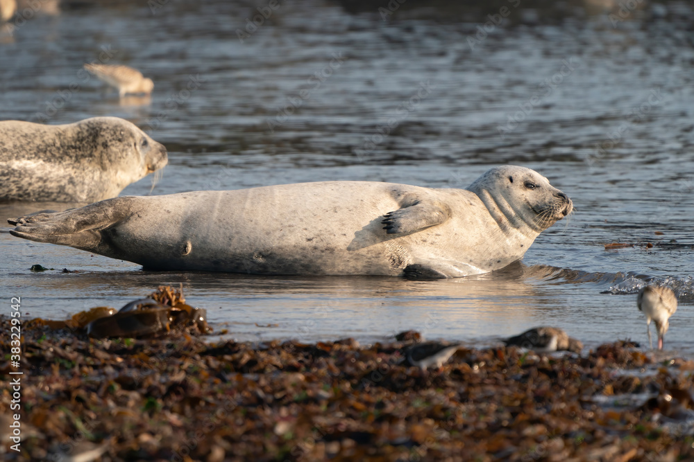 Fototapeta premium Wild gray seal colony in the sea. Lots of seaweed. Group with different shapes and sizes of gray seal. Dune, Germany
