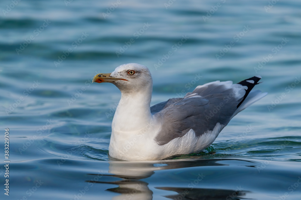 Yellow-legged Gull - Larus michahellis, large common gull from European coasts and seasides, Pag island, Croatia. Yellow-legged Gull - Larus michahellis, large common gull from European coasts and seasides, Pag island, Croatia.