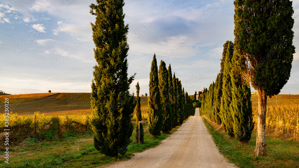 Chianti region, cypress trees and vineyards, autumn landscape,Tuscany