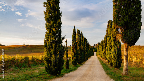 Chianti region, cypress trees and vineyards, autumn landscape,Tuscany photo