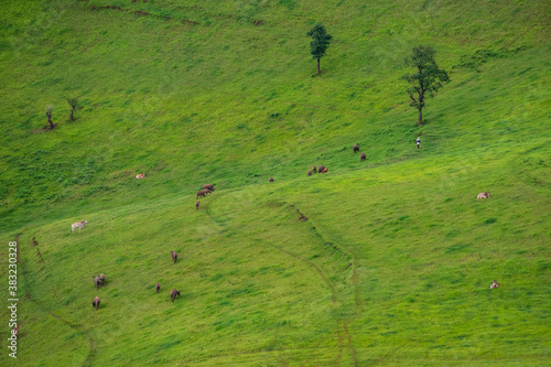 Aerial views of farmer raising buffalo in green grass mountains