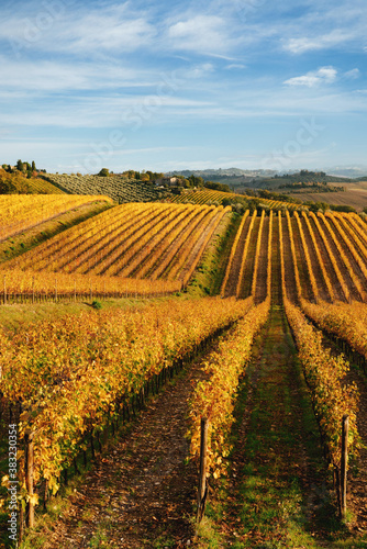 Chianti region  cypress trees and vineyards  autumn landscape Tuscany
