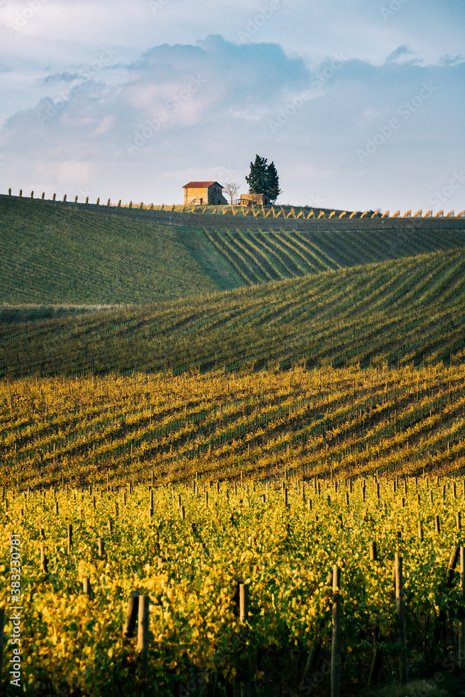 Chianti region, cypress trees and vineyards, autumn landscape,Tuscany