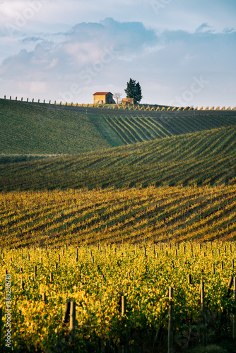 Obraz na płótnie Chianti region, cypress trees and vineyards, autumn landscape,Tuscany w salonie