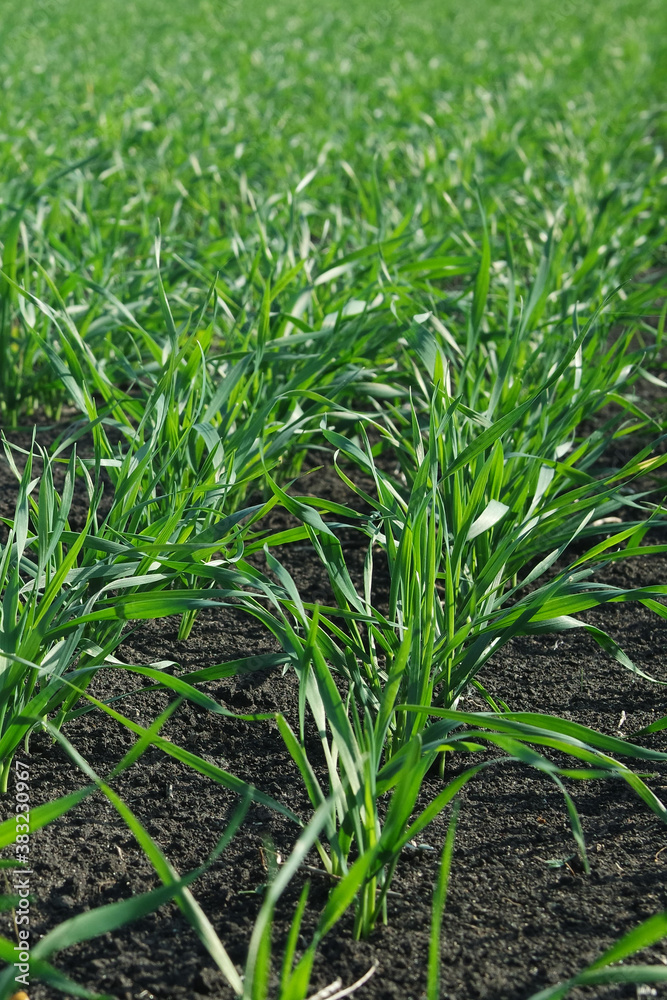 Obraz premium winter crops on a farm