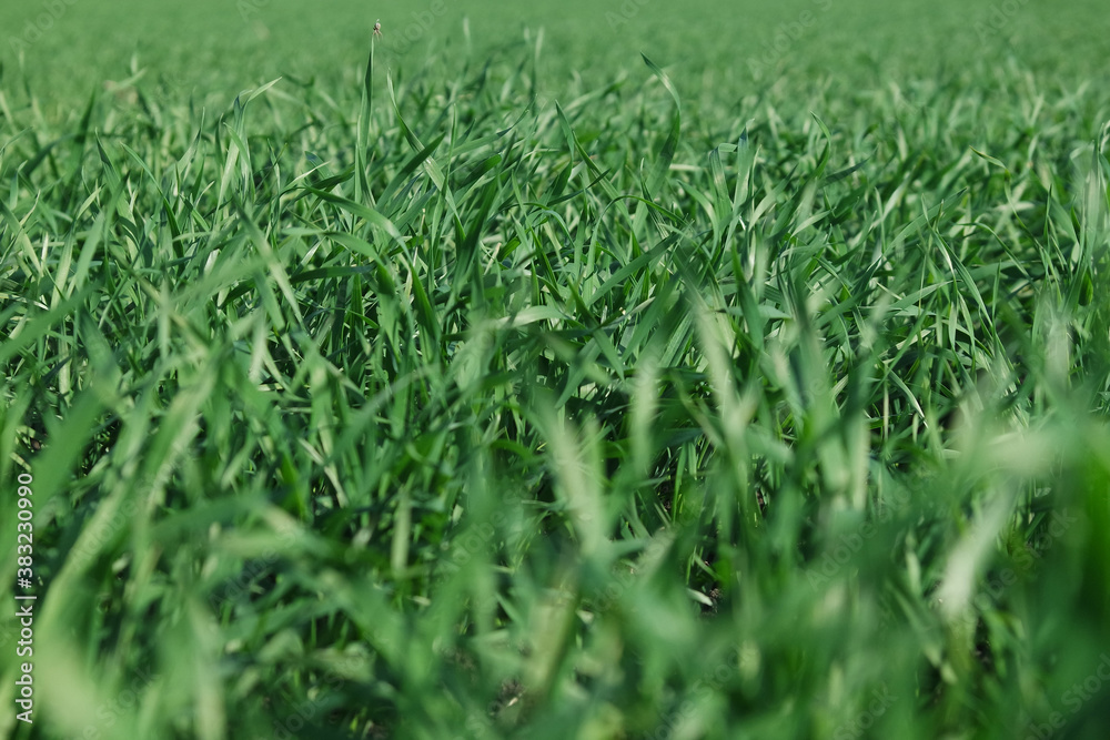 winter crops on a farm