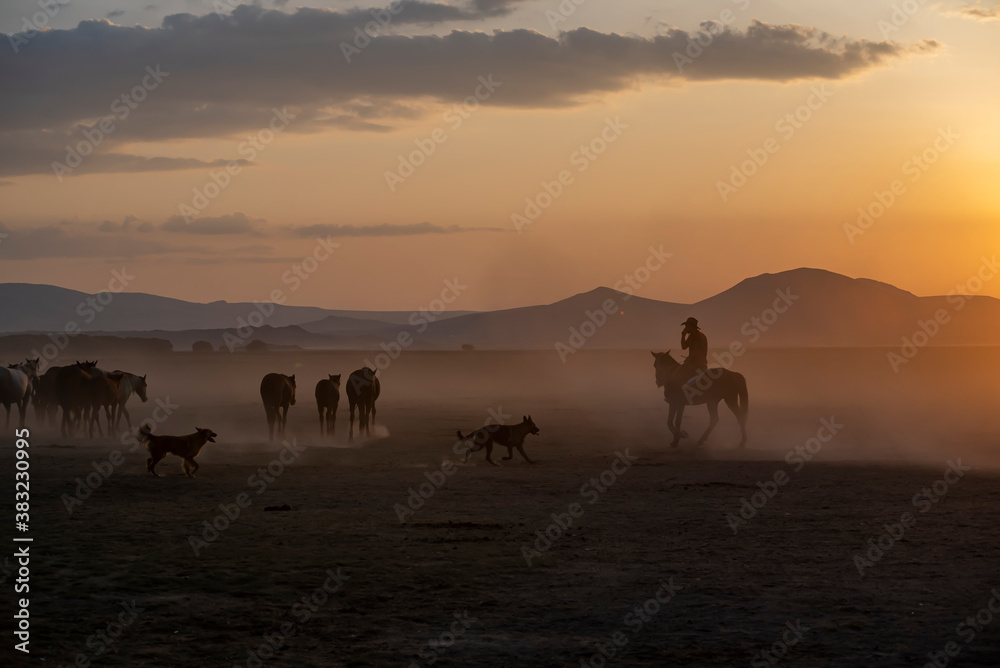 Wild horses run in foggy at sunset. Between Cappadocia and Kayseri, Turkey Wild horses run in foggy at sunset. Between Cappadocia and Kayseri, Turkey