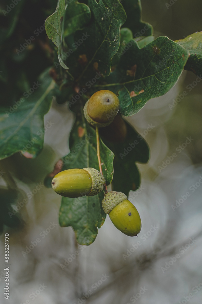 Obraz premium Eicheln sammeln