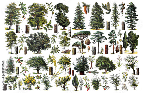 Vintage collection of trees / Diversity of trees / Antique engraved illustration from from La Rousse XX Sciele	 photo